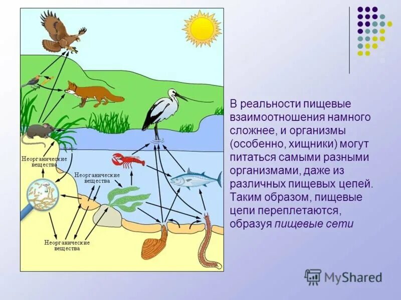 Конспект урока взаимосвязи организмов в природных сообществах. Цепь питания живых организмов. Пищевые связи организмов. Пищевые связи в сообществах. Пищевая сеть сообщества.