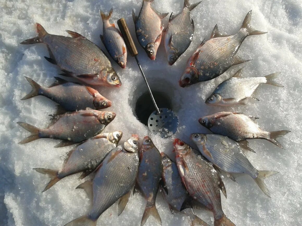 Зимняя рыбалка. Рыба в лунке. Много рыбы на льду. Зимняя рыбалка лунка. Время улова