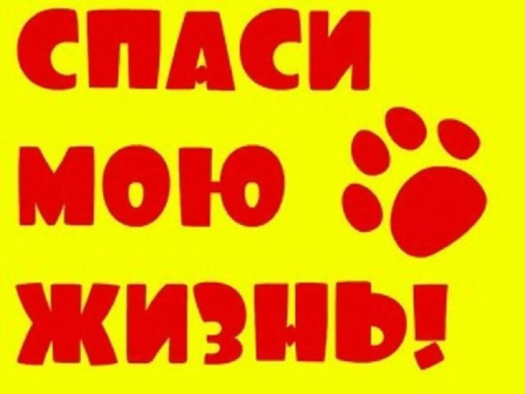 Помоги спасти жизнь. Сос срочно нужен дом. срочно нужен дом щенкам. срочно нужен дом собаке. спаси мне жизнь.
