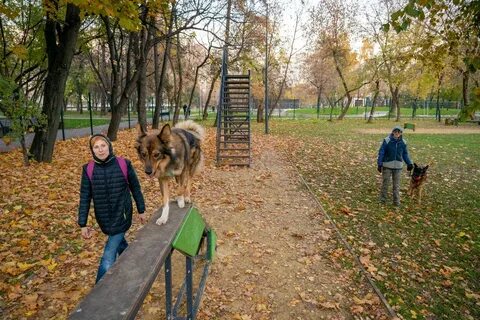 Парк сокольники собаки