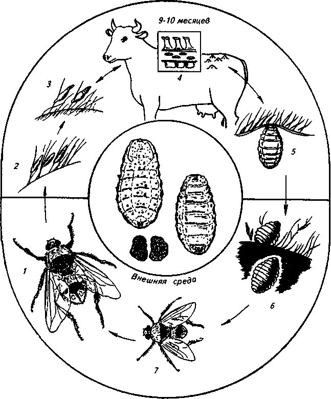 Hypoderma bovis строение. Подкожный овод рогатого скота. Гиподерматоз. Hypoderma bovis цикл развития. Гиподерматоз крс личинки.