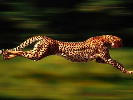 Что видит бегущий гепард: взгляните на мир глазами хищника.
