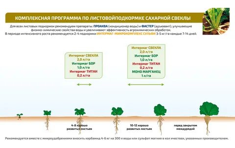 Сахарная свекла условия выращивания