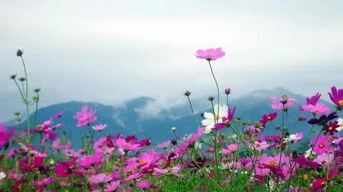 flores silvestres campo naturaleza wallpaper.