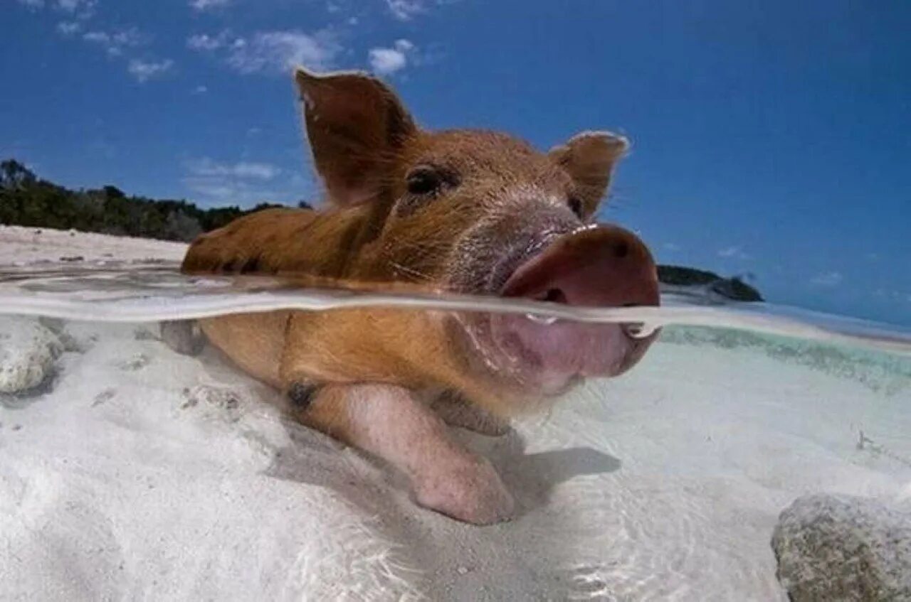 Свинка плавает. Остров Пиг Бич Багамы. Водоплавающие свиньи Багамы. Свиньи на Багамских островах. Багамские острова свинки.