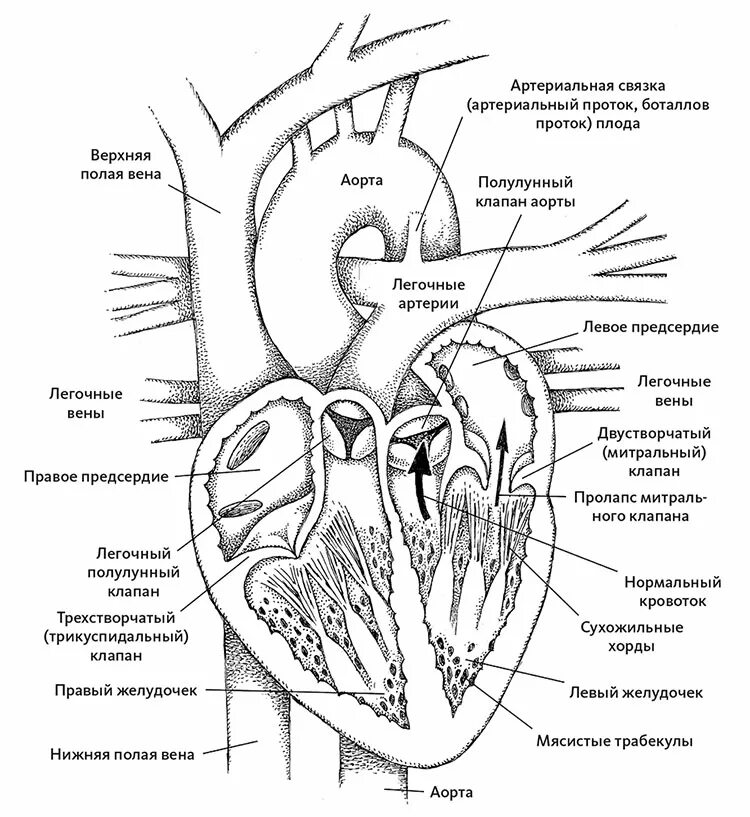 Какую функцию выполняет полулунный клапан. Клапаны сердца схема полулунный. Клапаны сердца человека схема. Строение клапанов сердца человека. Анатомия трикуспидального клапана сердца.