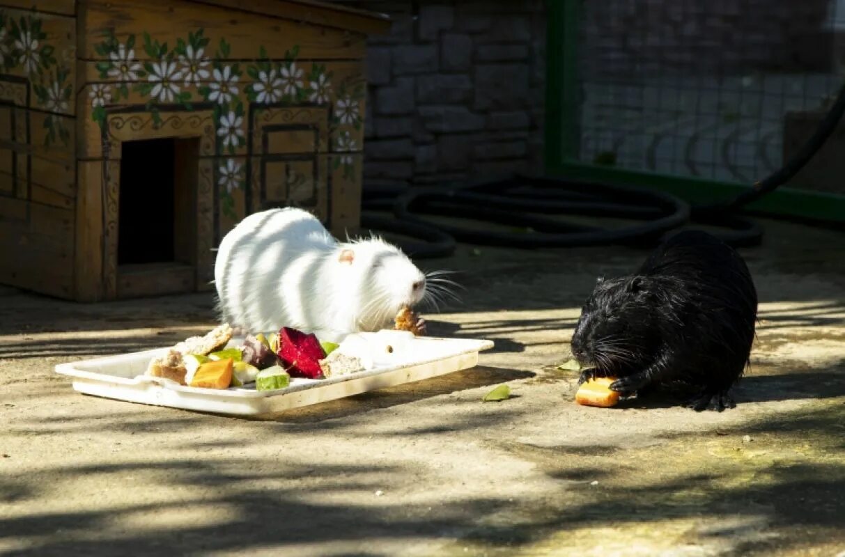 Emirates park zoo в абу-даби. Поляна сказок ялта зоопарк. Поесть в зоопарке. Поесть в зоопарке. Зоопарк кафе на территории.