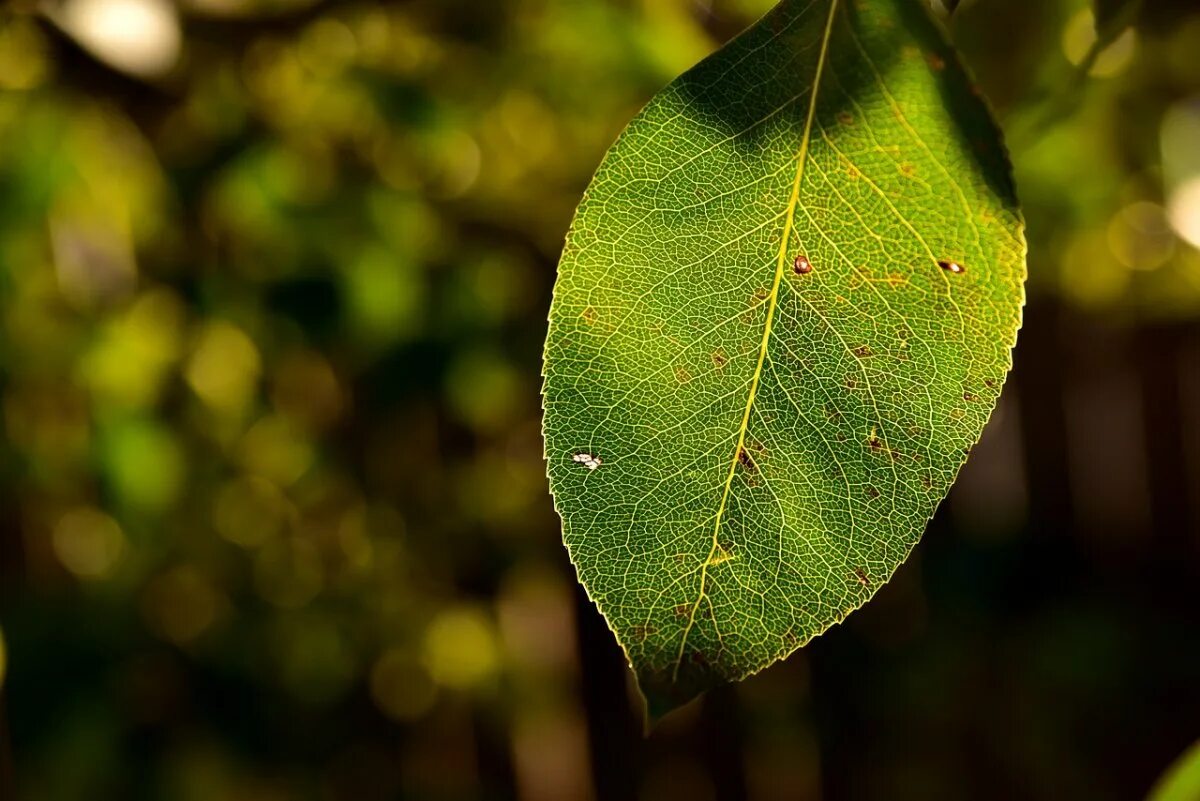 Листь. Листья груши. Груша с листочком. Груша дерево листья. Грушевый лист.