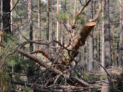Пробираться сквозь валежник