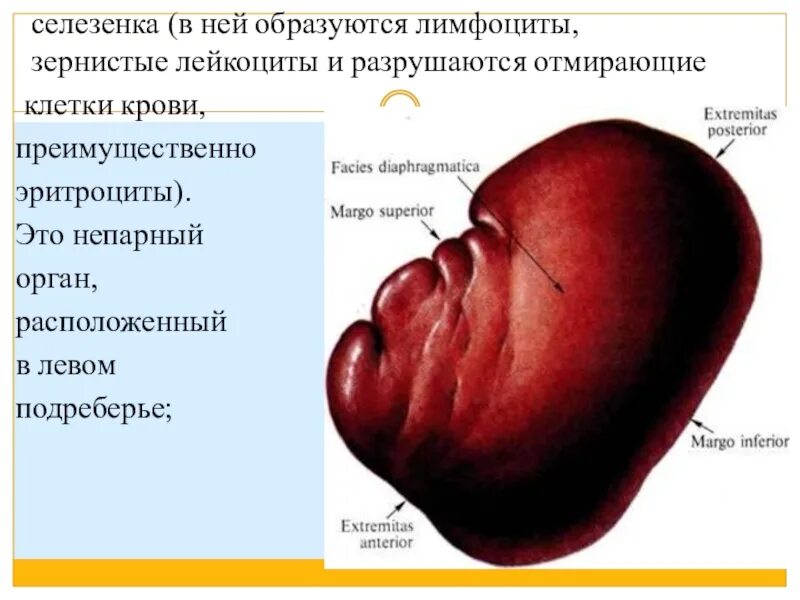 Процесс селезенки. Образуютсяф в селезёнке. Разрушение эритроцитов в селезенке.