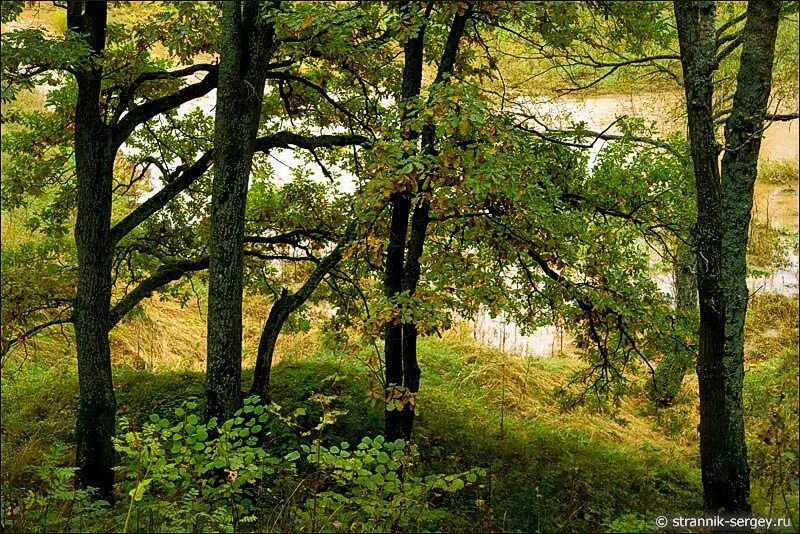 ливадия дубовая роща