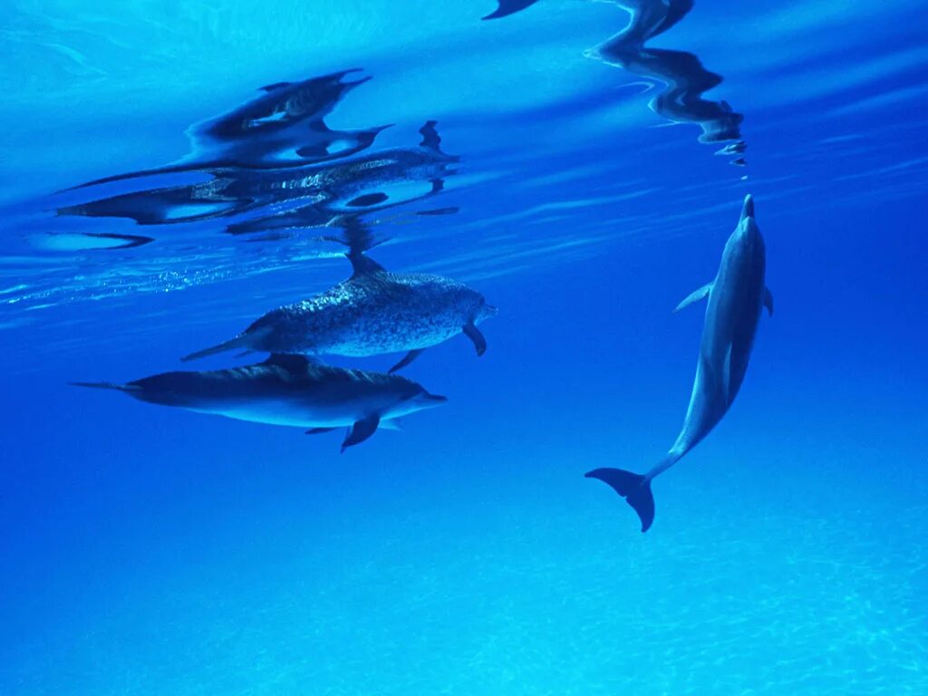 Слушать океан дельфин. Дельфины. Дельфины под водой. Дельфины в море. Подводный мир с дельфинами.