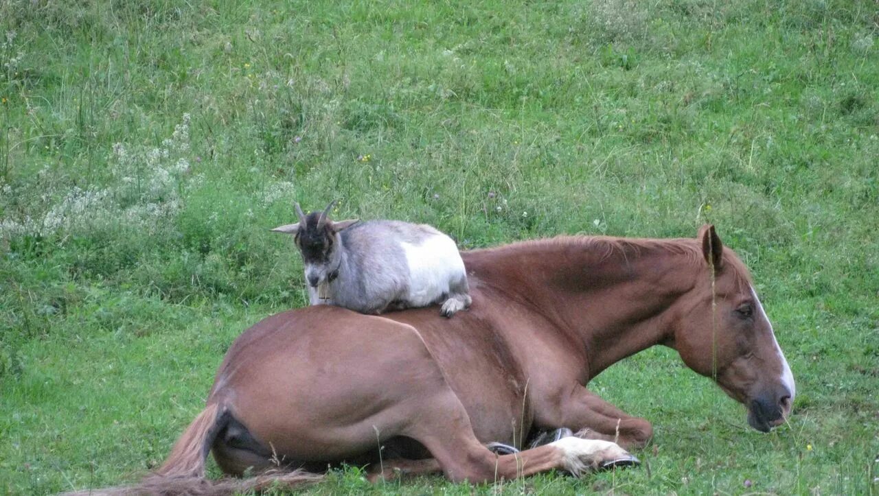 девушка в конюшне. кабан женщина лошадь. лошадь и собака. лошадь и кабан. лошадь и женщина занимаются.