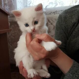 Авито волжский в добрые