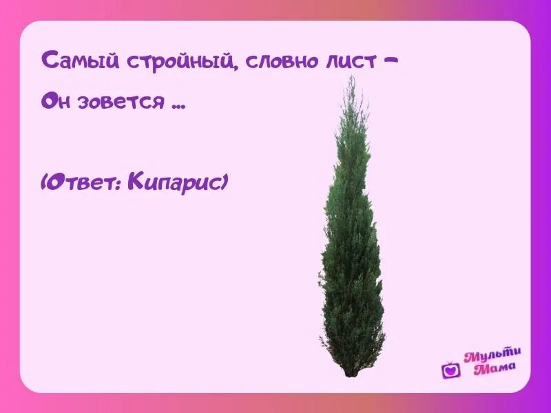 Загадка с ответом ели. Загадка про кипарис. загадка про кипарис дерево. загадка про кипарис дерево для детей. загадки про кипарис для детей.