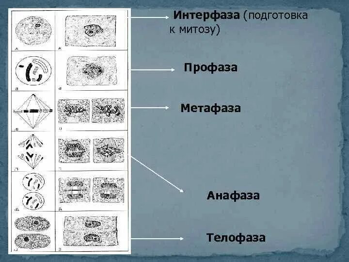 Интерфаза перед мейозом 2. Интерфаза перед мейозом 2