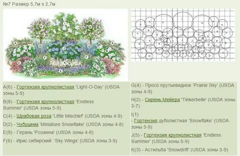 Расстояние между гортензиями при посадке
