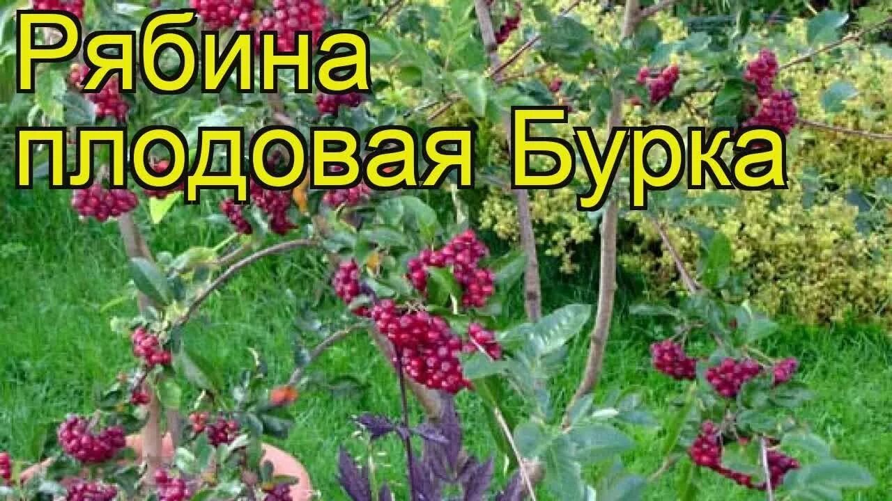 Рябина бурка. Рябина сорт бурка. Рябина бурка сладкоплодная. Рябина обыкновенная бурка. Рябина бурка описание сорта.