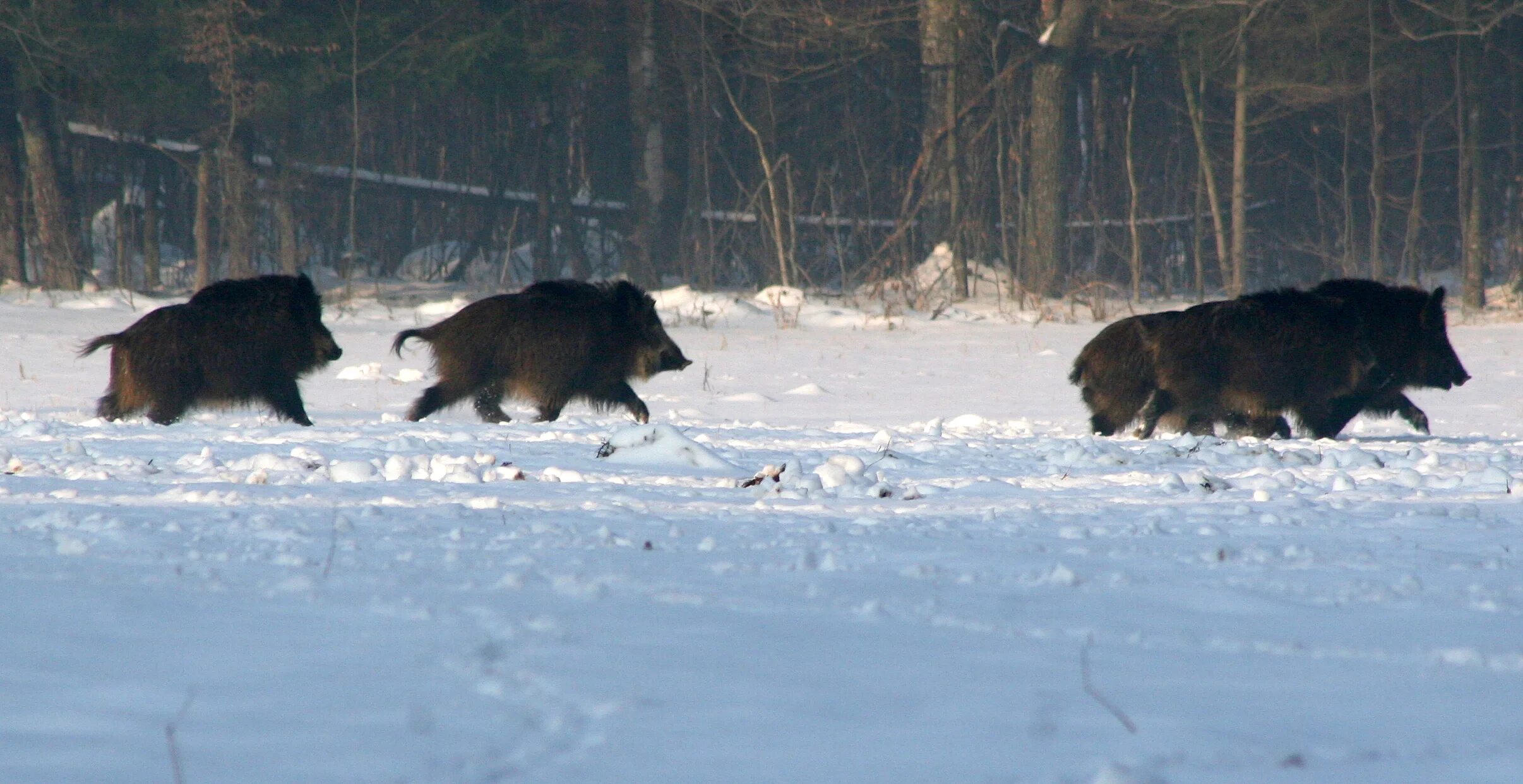 Смоленское поозерье про кабана. Кабан зимой видео. Дикий кабан зимой. Кабан зимой видео. Охота на кабана в нижегородской области.
