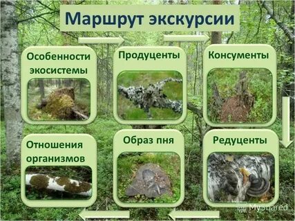 Какие грибы редуценты