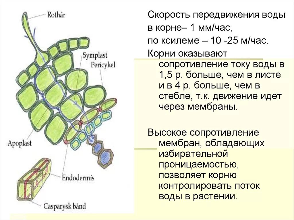 Передвижение воды в корне. Движение воды в растении. Радиальный транспорт воды по корню. Транспорт воды по ксилеме.