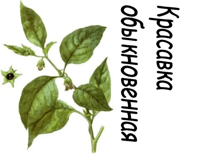 Алкалоид в пасленовых