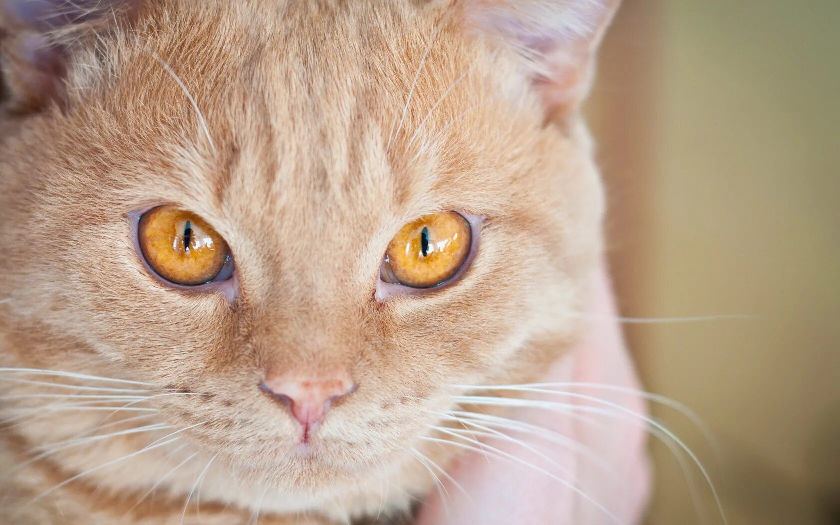 Шотландский прямоухий янтарные глаза. Янтарные глаза у кошки. Кот с янтарными глазами. Рыжая кошка с янтарными глазами. Лицо кисы