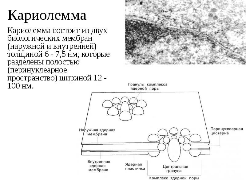 Мембраны ядерной оболочки внутренняя и внешняя. Двумембранный органоид строение. Строение клетки. Состоит из 2 мембран и днк. Кристы митохондрий.