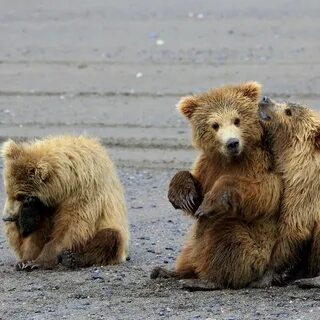 They are bears