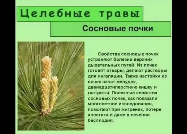 Лечебные свойства еловых. Сосновые почки. почки сосны обыкновенной. почки сосны лечебные. полезные почки сосны.