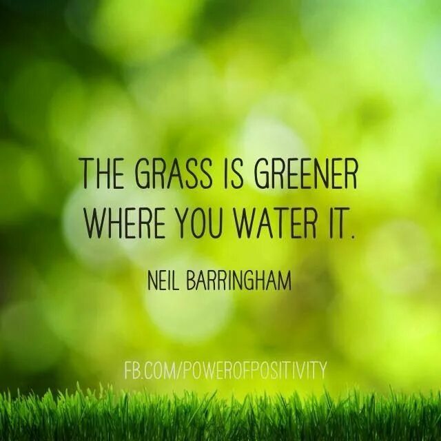 As it is the greenest. The grass is always greener on the other side. the grass is greener where you water it. the grass always greener. the grass is greener where it is watered..