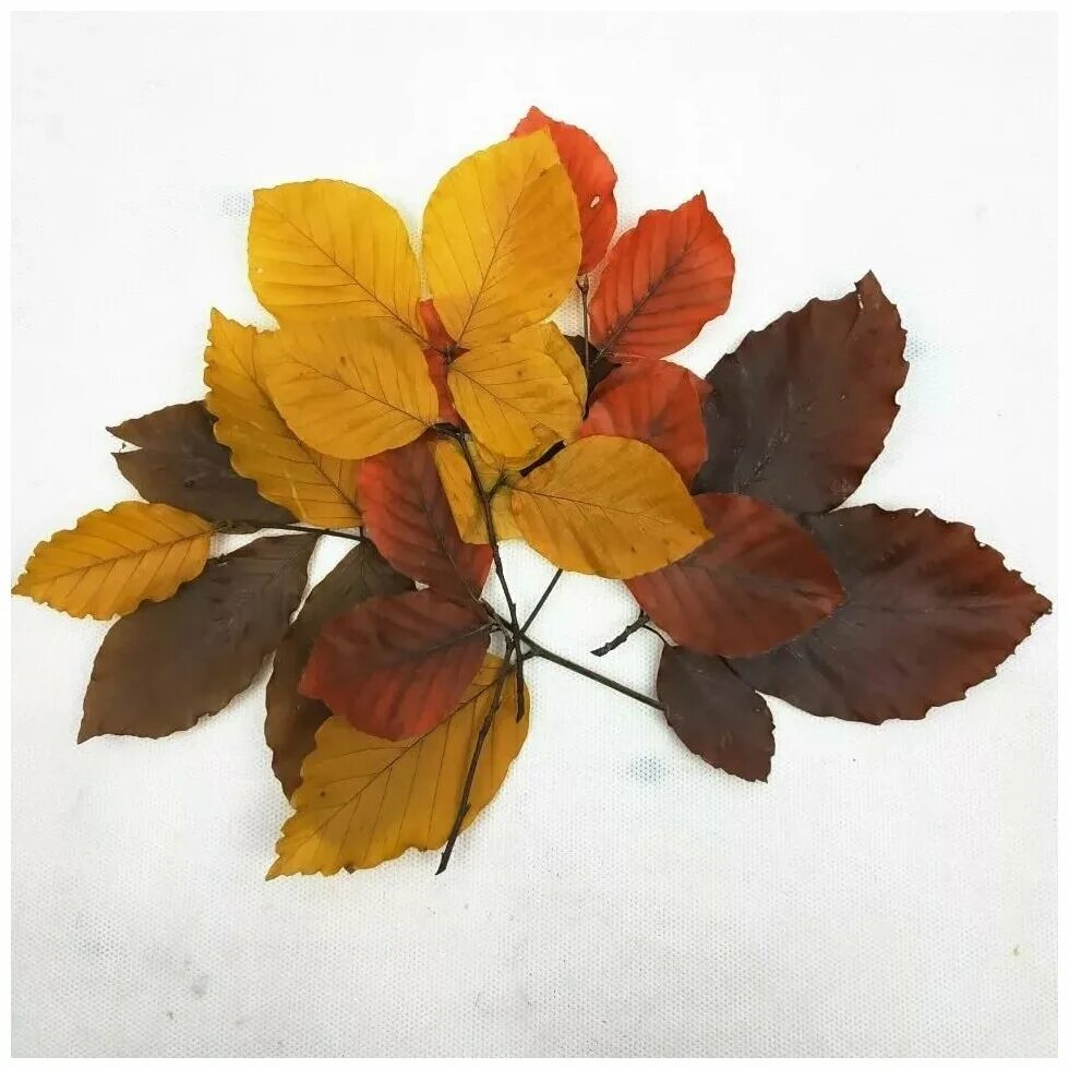 Модели из листьев. Апликацияиз осенних листьев. Гербарий из осенних листьев для детей. Рыбка из осенних листьев. Рыбка из осенних листьев.