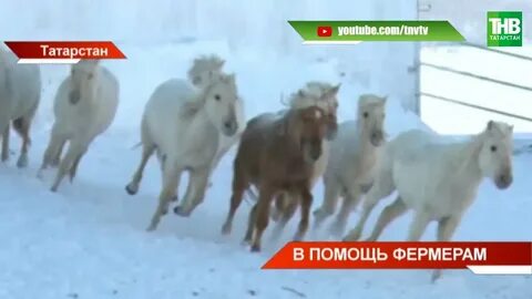 Какой год 2024 в татарстане