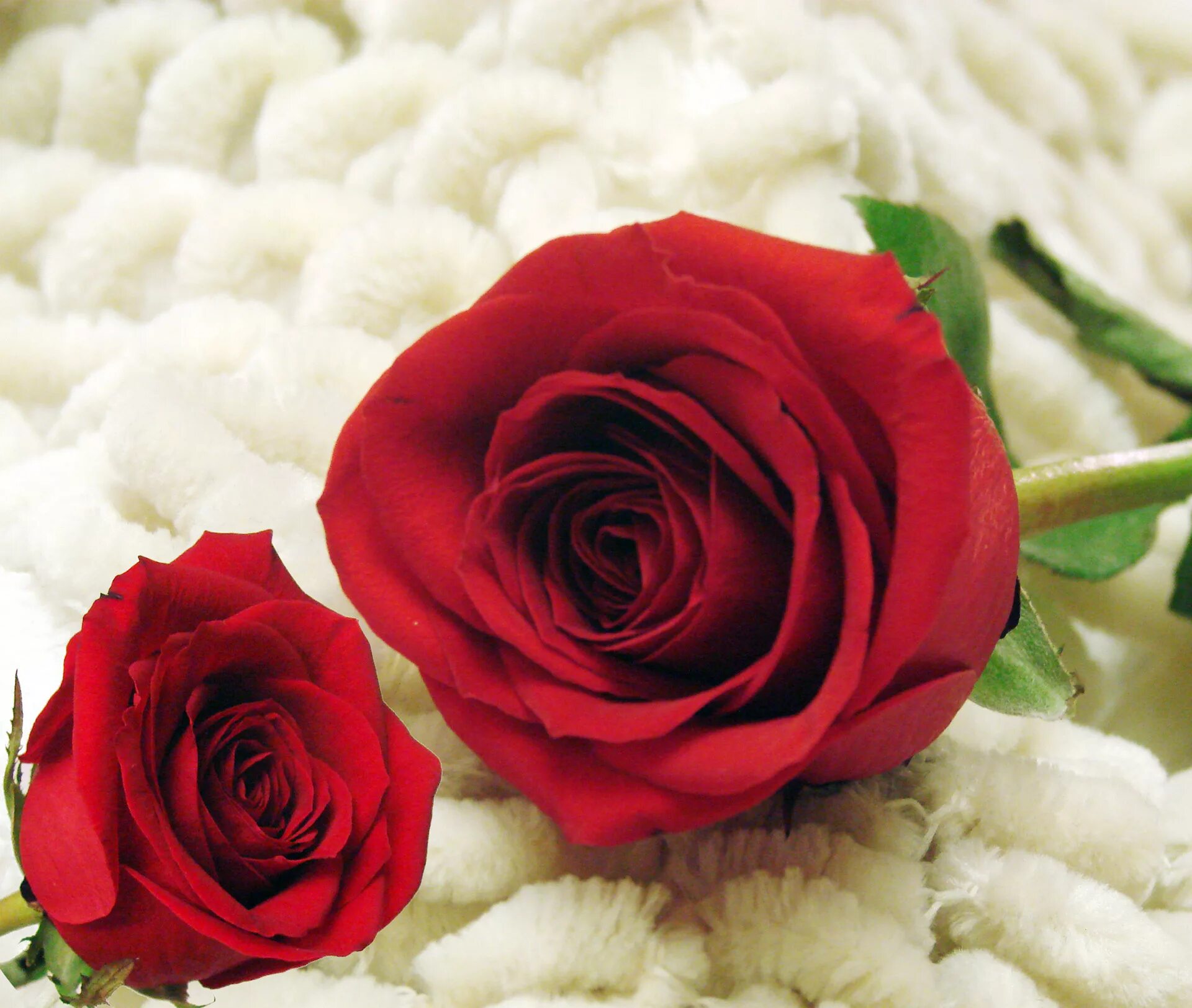 Красные розы. Цветы розы красные. Две красные розы. Розы красные и белые.