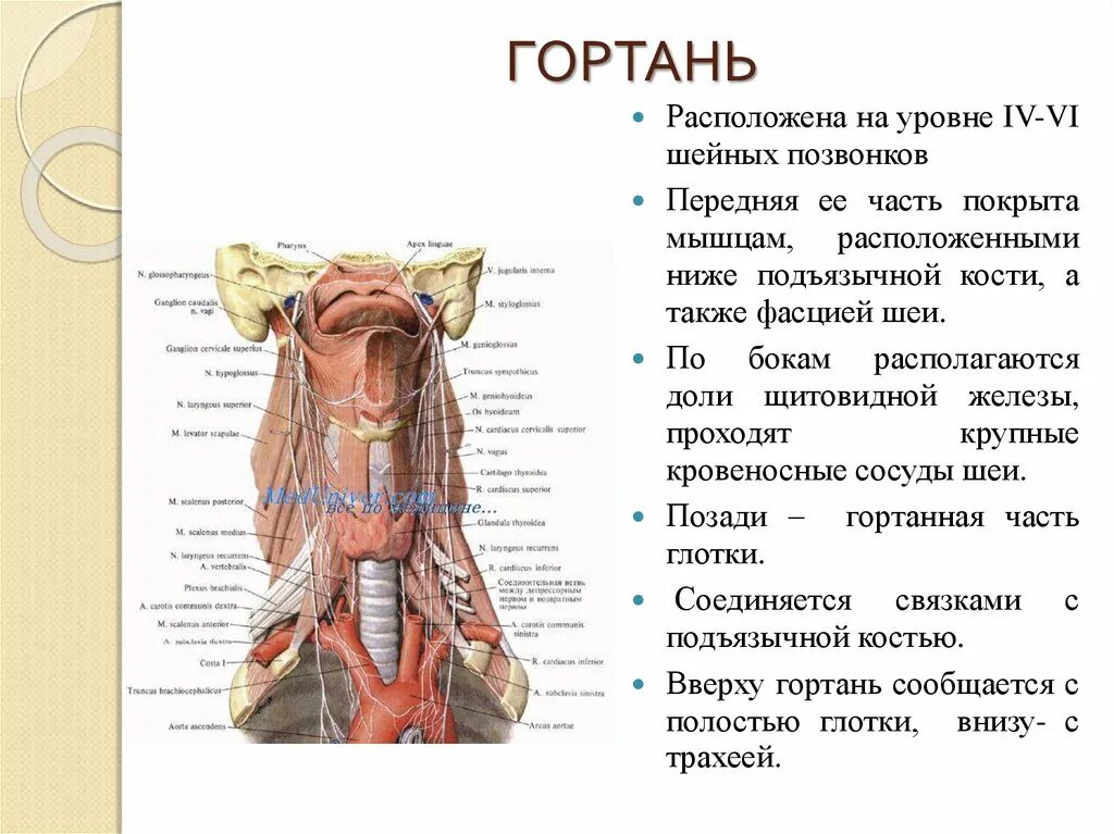 В котором располагается. Гортань. гортань располагается.