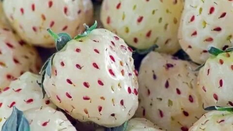 Great fruit