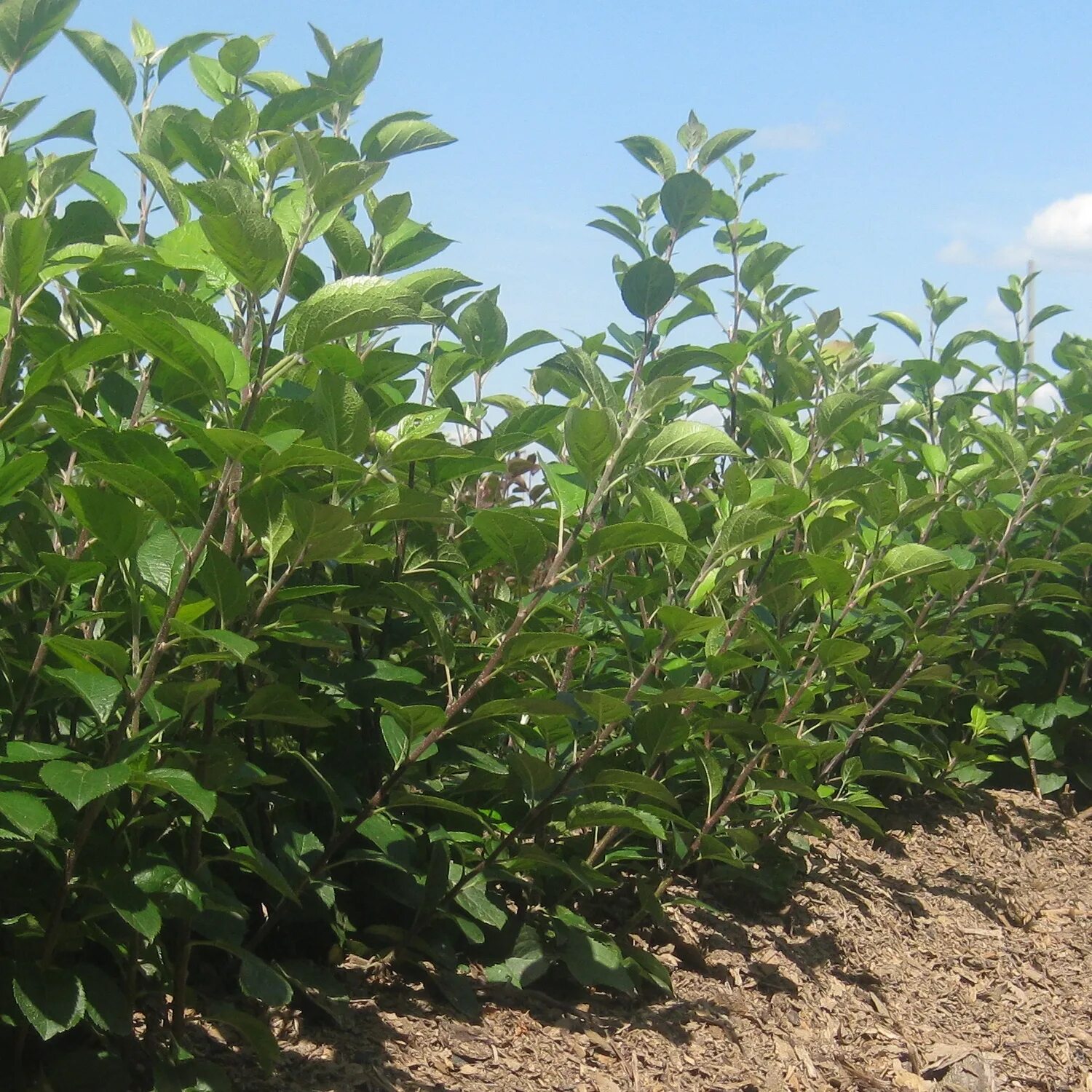 Подвое. Подвое. Черешня колоновидная саженцы. 106 подвой. Айва японская саженцы.