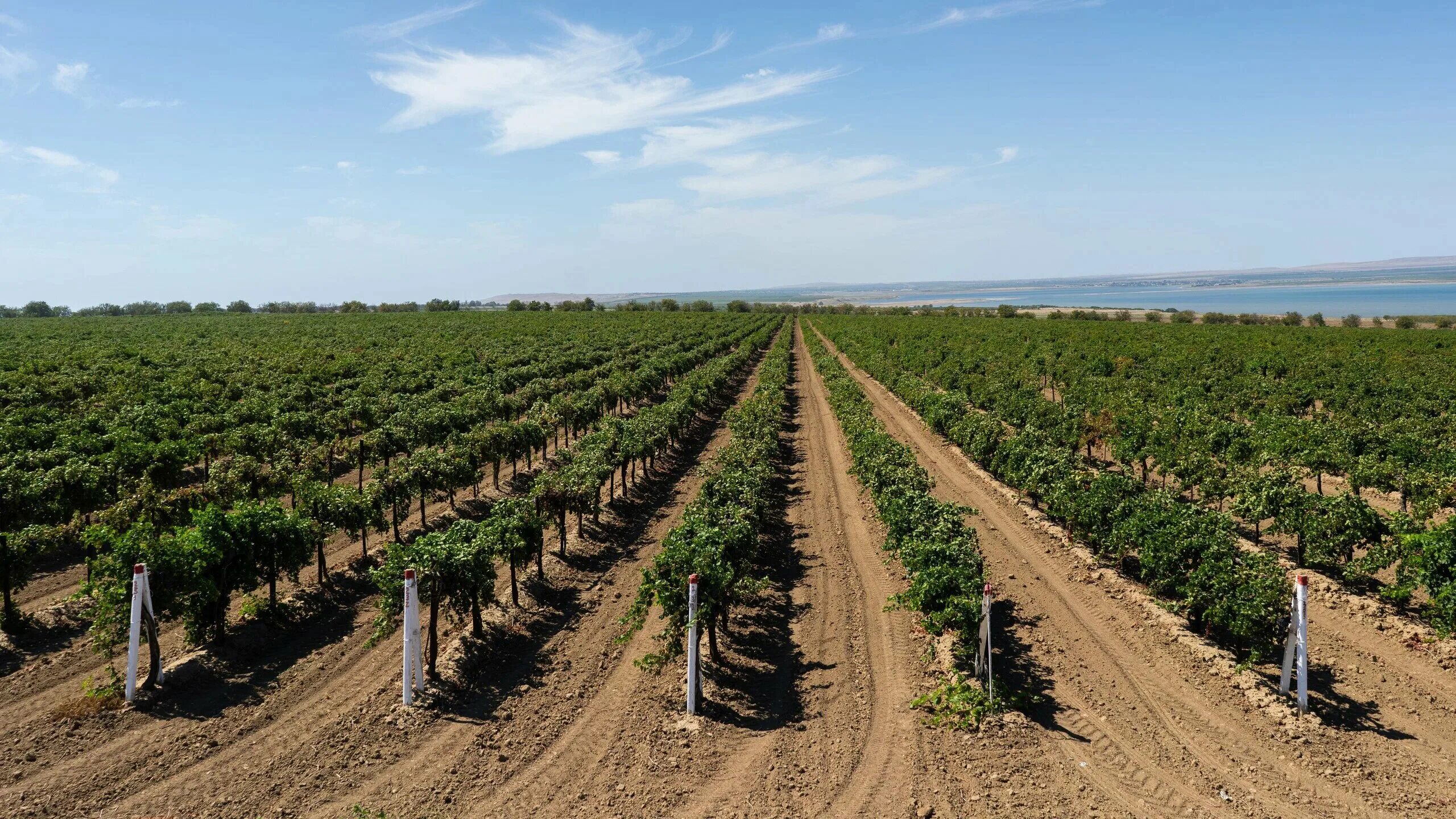 южная тамань. агрофирма южная винограда. южная агрофирма темрюкский район.