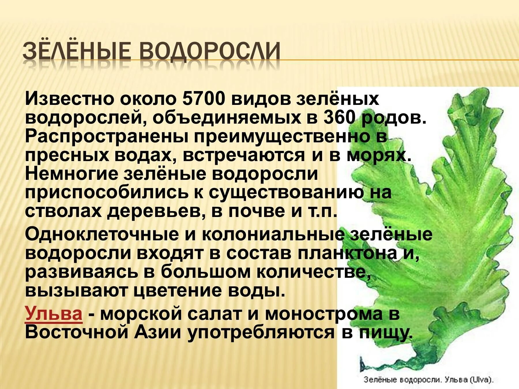 Разнообразие водорослей 6 класс. Зеленые водоросли Ульва. Сообщение на тему водоросли Ульва. Презентация на тему водоросли. Зеленые водоросли презентация.