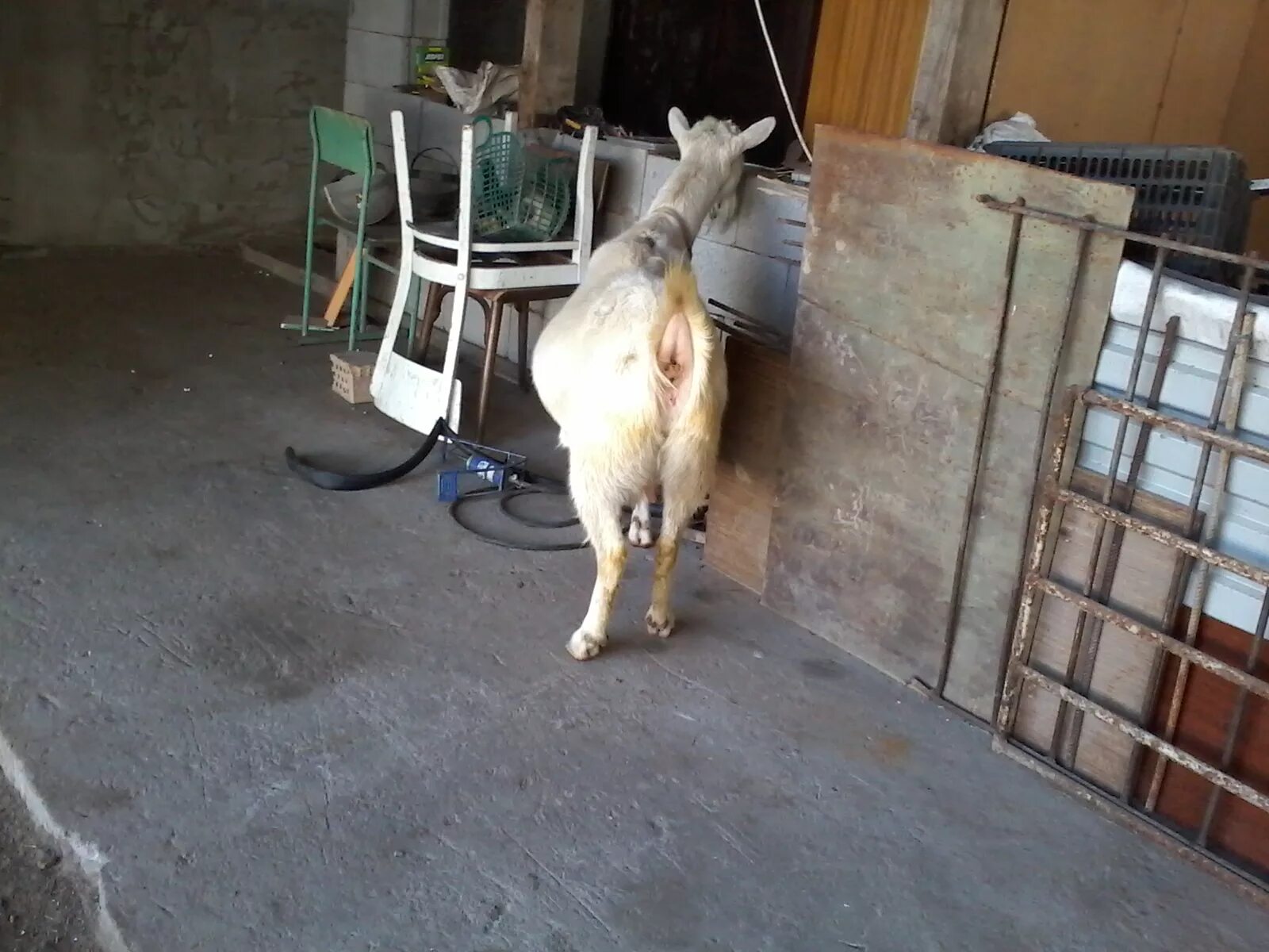 Гермафродитизм у козлят. Строение беременной козы. Как определить беременность козы. Как определить беременность козы. Заинская коза беременная фотосессия.