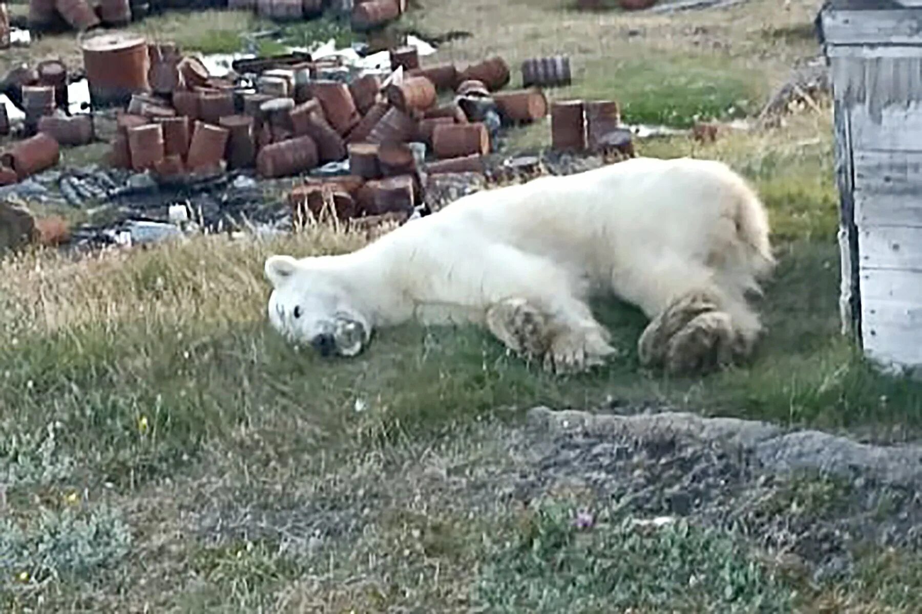 Huntress who loves to pose with dead bears blasts her critics as 'uneducated'