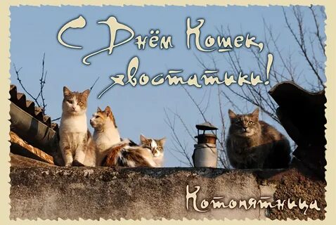 День кошек гифки