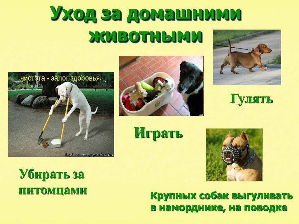 Что надо делать собаке