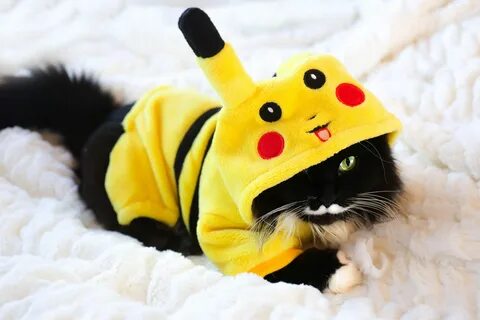 Котик пикачу
