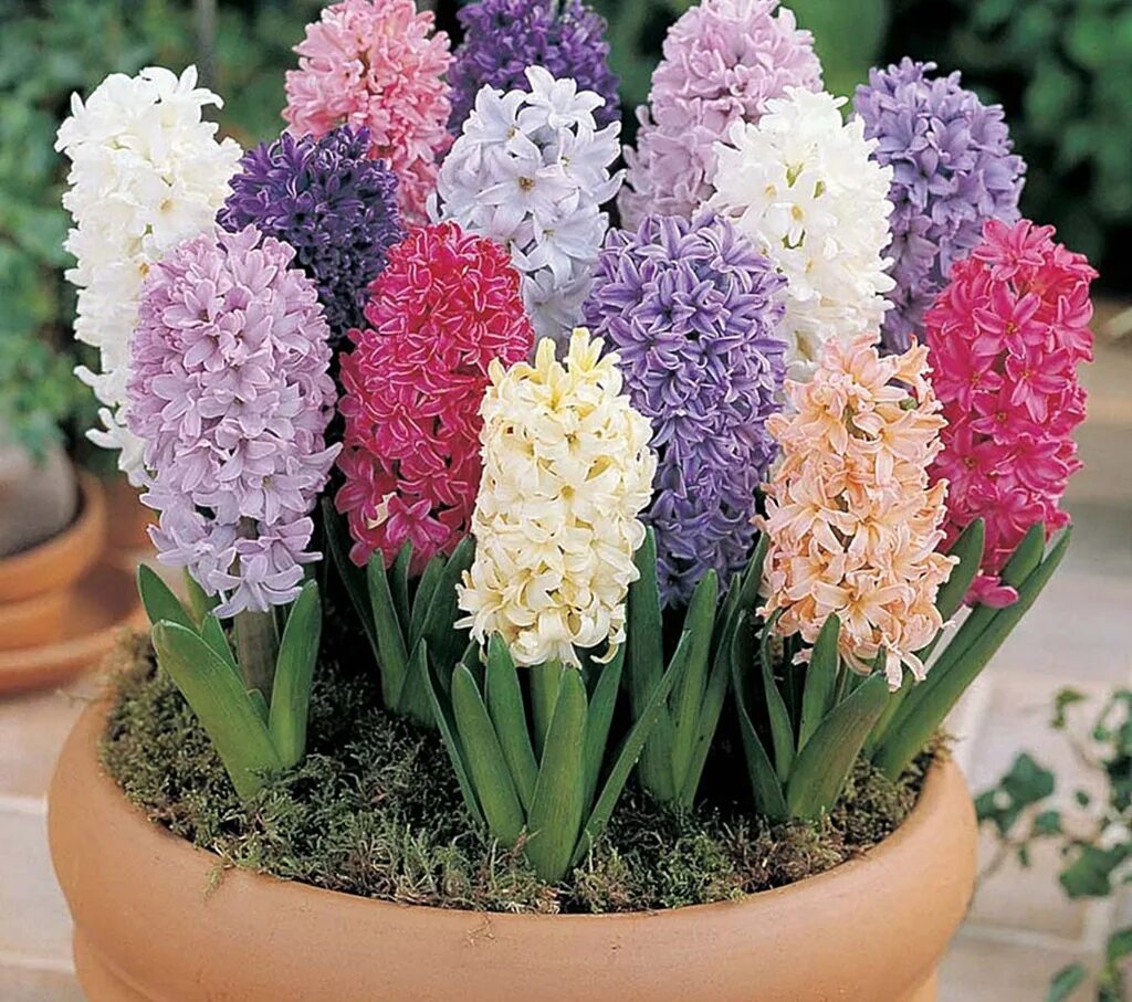 как называется цветок луковичный. луковичные комнатные растения гиацинт. гиацинт плант микс. как называется цветок луковичный. гиацинт d7.