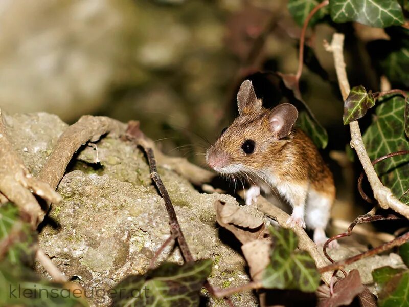 Средняя мышь. Apodemus sylvaticus. Лесная мышь. Домовая мышь. Крымская мышь.