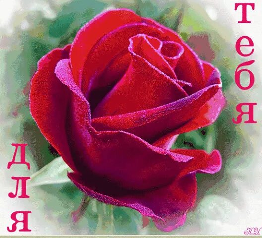 Красный цветок. Прекрасные розы для тебя. Что за розы ты же. Розы картинки красивые. Королева роз.