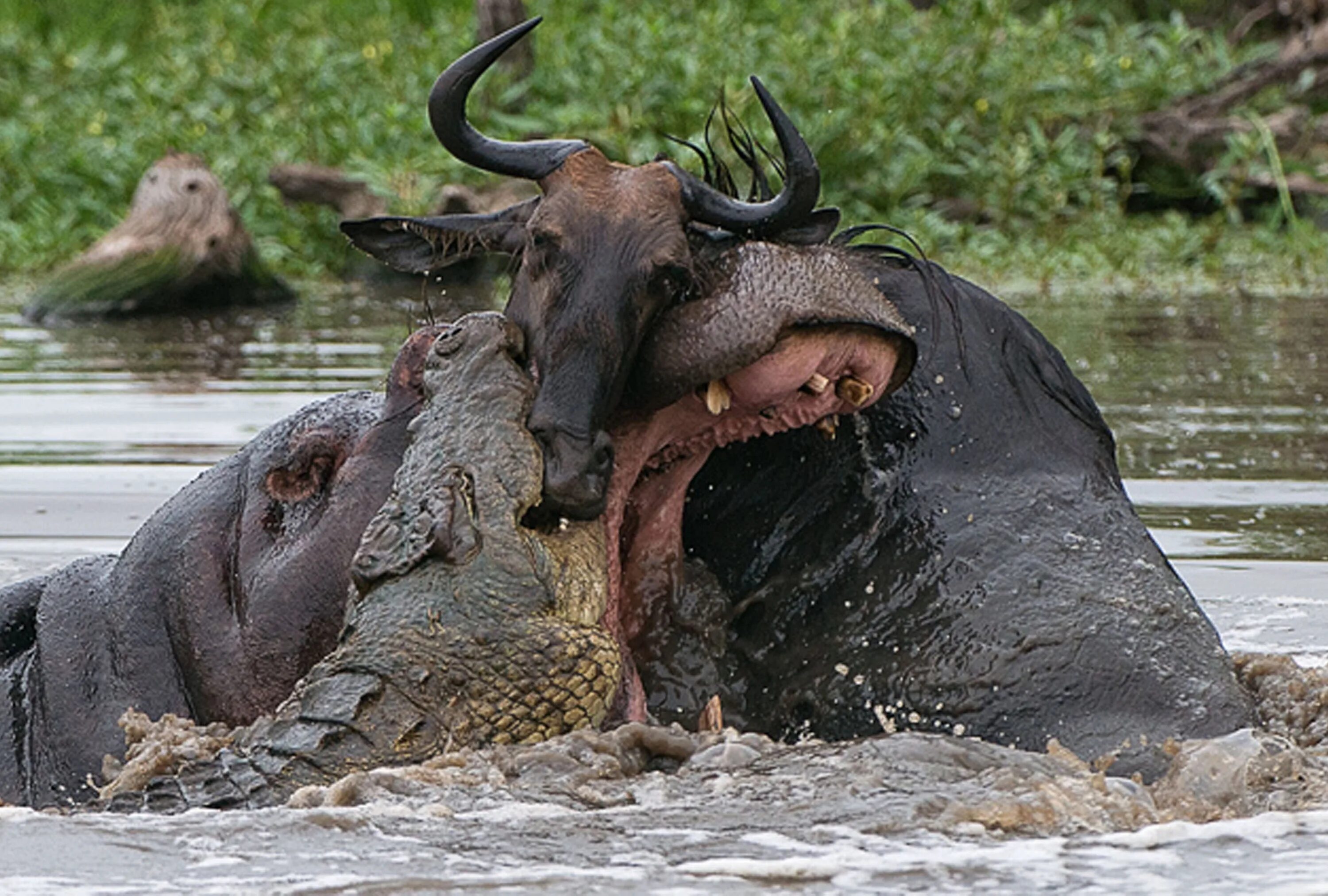 Слон есть мясо. Нильский крокодил против бегемота. Гребнисты крокодил против беге. Крокодил против антилопы гну.