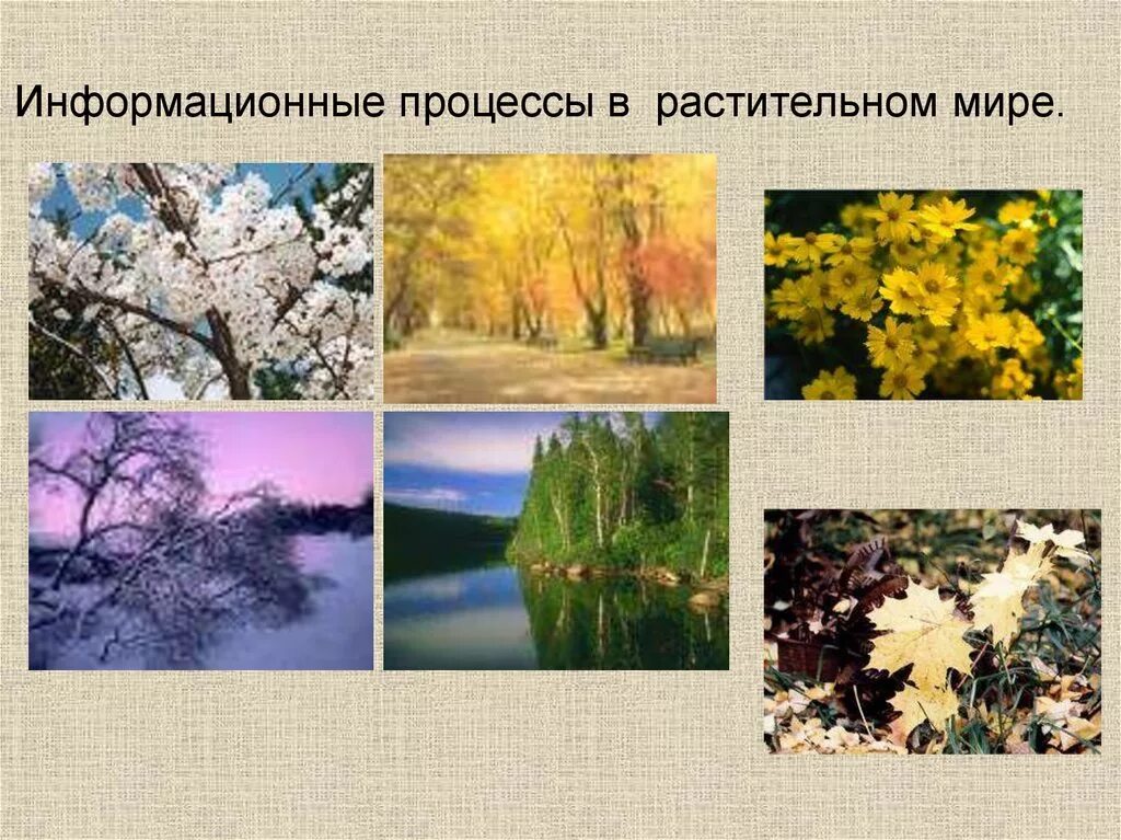 Информационные процессы в животном мире. Информационные процессы в растительном мире. растительный мир процессы. информационные процессы растительный мир. растительный мир процессы в природе.