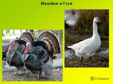 Гусь индюк